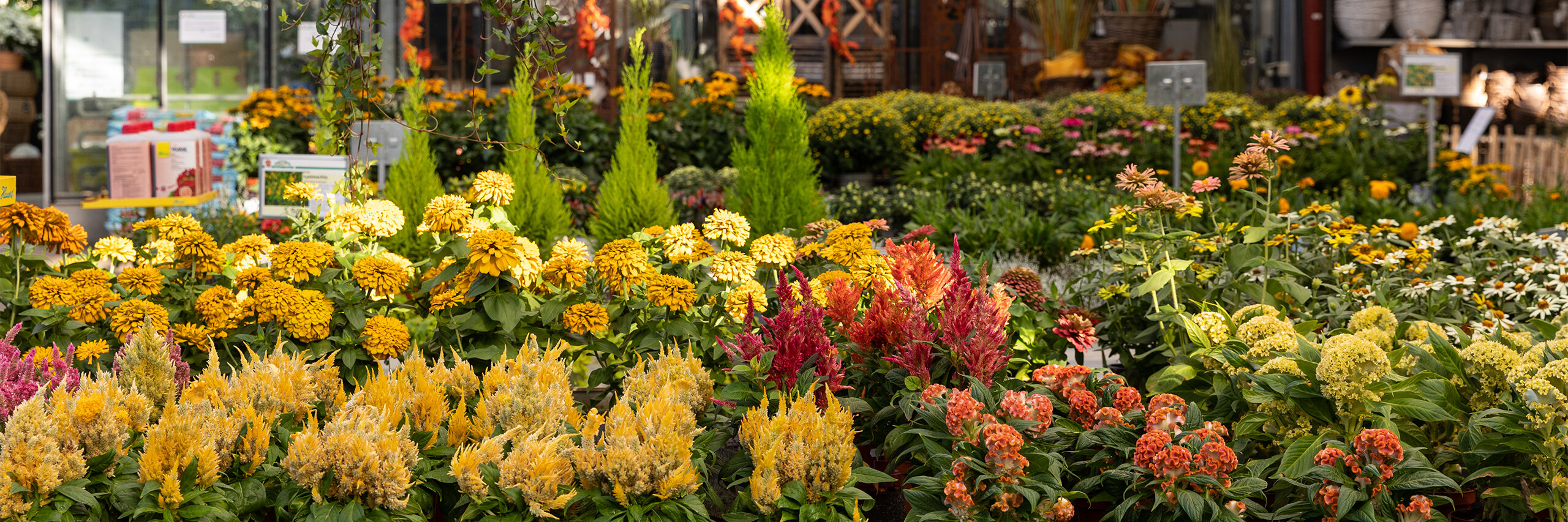 Herbstlich bunte Blätter und Blüten